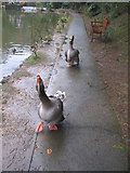 SX1764 : Geese at Trago Mills by Phil Williams