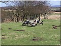 Sheep and Lambs, Lodge Farm