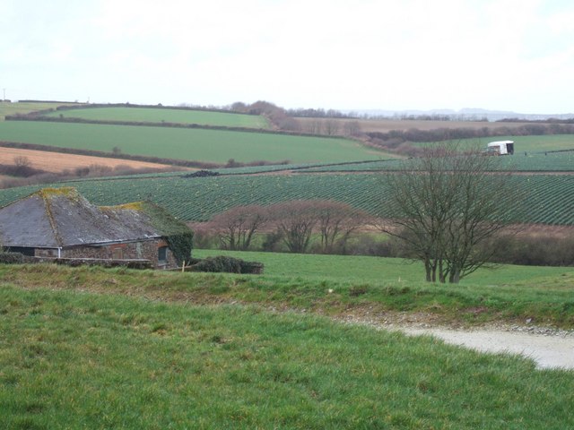 Vose Farm with daffodil fields © David Smith :: Geograph Britain and ...