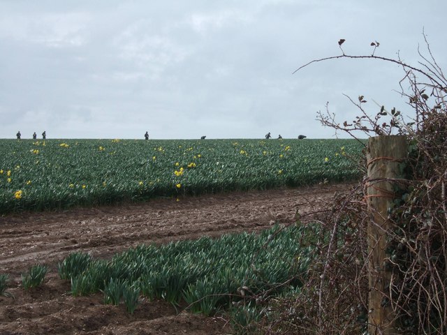 Daffodil fields and pickers