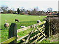 Pasture south of Ainderby Steeple