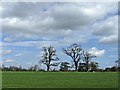 Old Oak Trees in field near Moor Place, Much Hadham, Hertfordshire