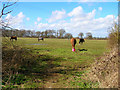 Teatime near Woodmancote