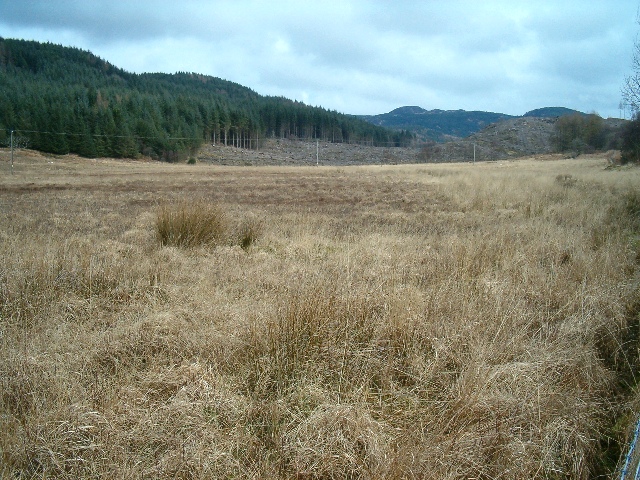 Boggy ground and forest