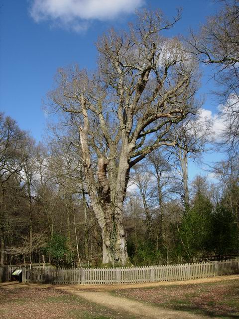 Knightwood Oak in early April