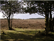 SU2211 : Ocknell Plain from Slufters car park, New Forest by Jim Champion