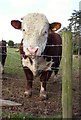 Hereford  Bull