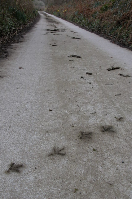 Why Did The Chicken Cross The Road Philip Halling Cc By Sa 2 0   146020 91802017 