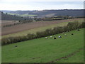 Cows on hillside, from Callows Hill