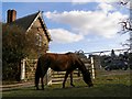 Pony grazing at the gate to Hincheslea House, New Forest