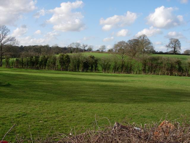 Fields and hedgerow