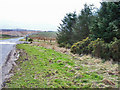 Plantation and moorland, Tow Law to Cornsay road