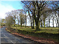 Copse near Stowe House Farm