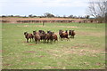 Soay Sheep