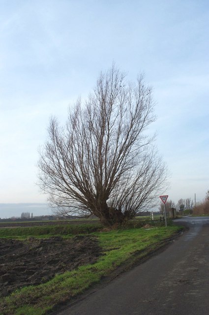 Lone fenland tree