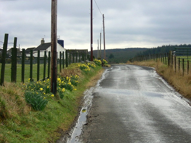 Daffodils at Glenhead