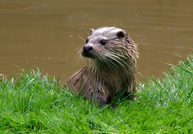 Tamar Otter Sanctuary