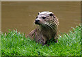 Tamar Otter Sanctuary