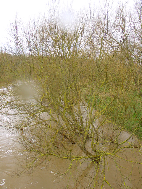 River Avon with high water levels