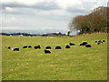 Black Sheep Near Newton Mearns