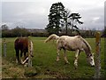 Horses in field north of Mount Hospital, Bishopstoke