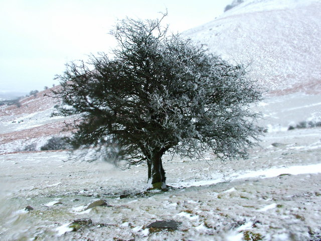 Tree © Aaron Jones :: Geograph Britain and Ireland