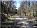 Chawton Park Woods