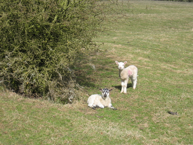 Spring Lambs near Priors Hardwick