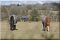 Horses grazing near Hawthorn