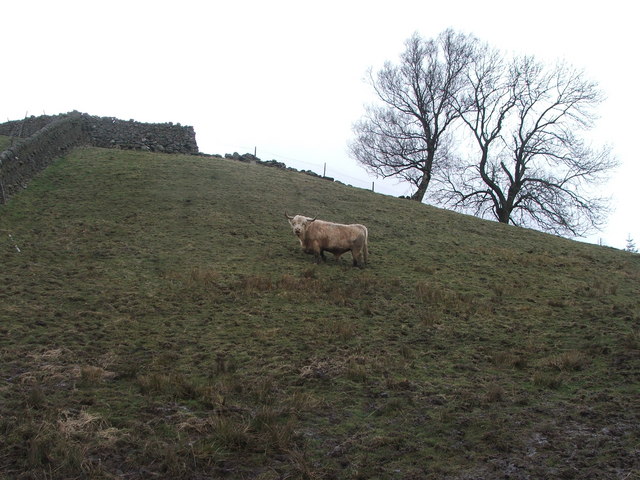 Bull in field at Cover Bridge.
