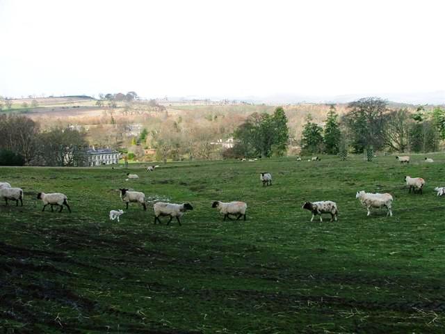 Sheep Pasture in the Grounds of Callaly Castle
