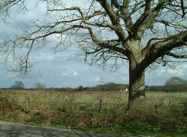 Hedgerow Oak at Whitesmith