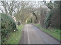 Tree lined road.