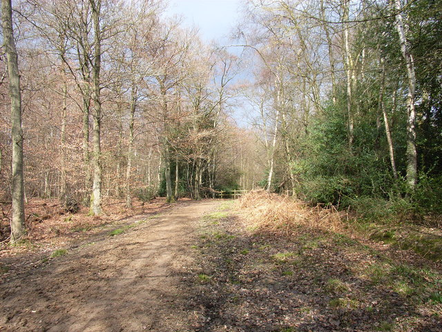 Hodgemoor Wood