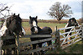 Horses on West Cross Lane, near Mountsorrel