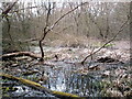 Marylands Wood - The Pond