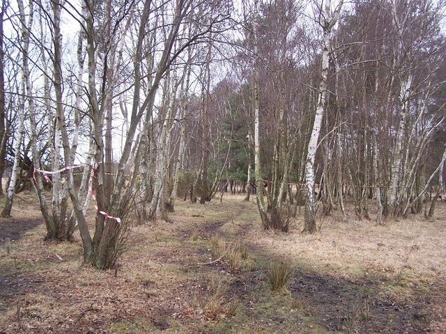 Woodland at Emer Bog