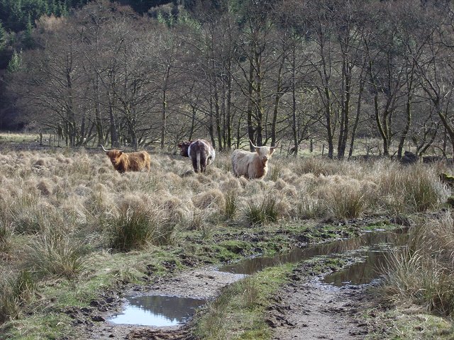 Cattle beside the River Goil
