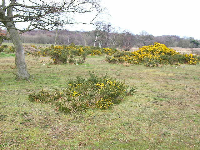Furze and rough pasture, near Haswell