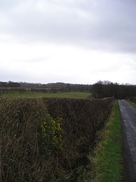 Roadside Hedge and Ditch
