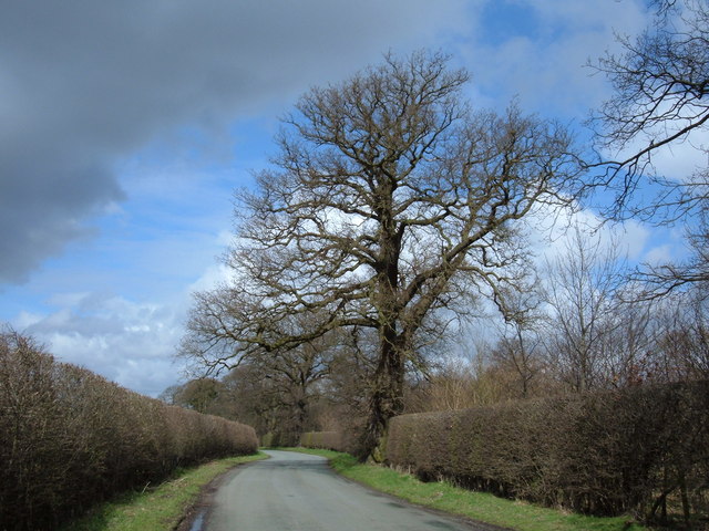 Congleton Lane, Chapel Wood