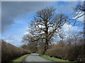 Congleton Lane, Chapel Wood