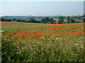 Poppy field near Glendon Lodge