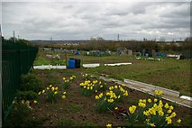TQ6073 : Swanscombe Allotments by Glyn Baker