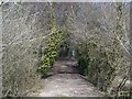 Track to Llyn Helyg