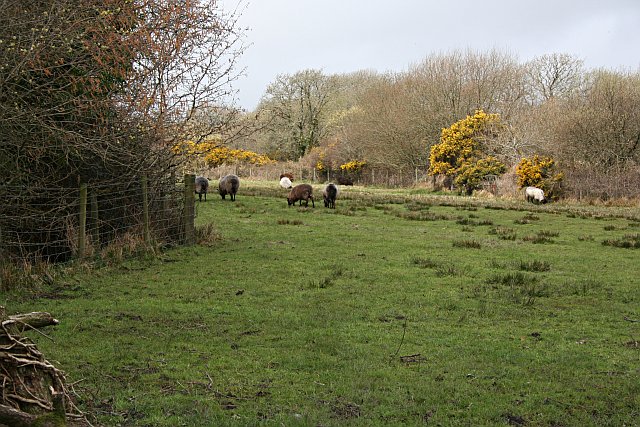 Sheep Grazing on Marginal Pasture