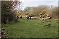 Sheep Grazing on Marginal Pasture