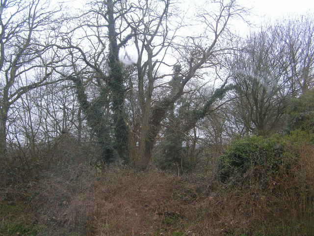 Woods behind Stonegate station