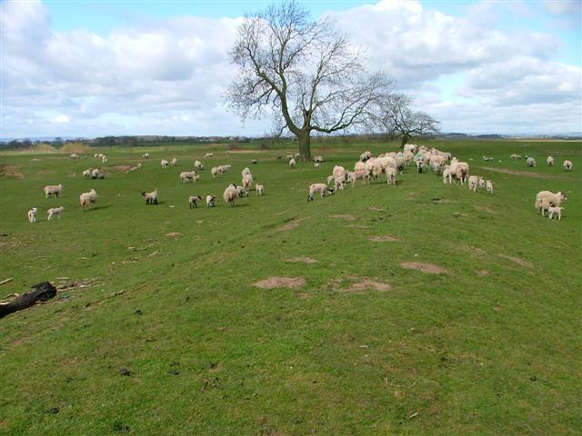 Sheep Grazing on Flood bank of the River Swale