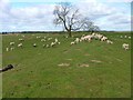 SE3387 : Sheep Grazing on Flood bank of the River Swale by Mick Garratt